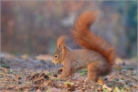 <p>VEVERKA OBECNÁ (Sciurus vulgaris) /Red squirrel - Eichhörnchen/</p>